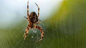 Giant Spiders Set to Take Over the East Coast